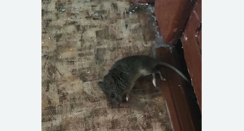 Дезинфекция от мышей в Касимове