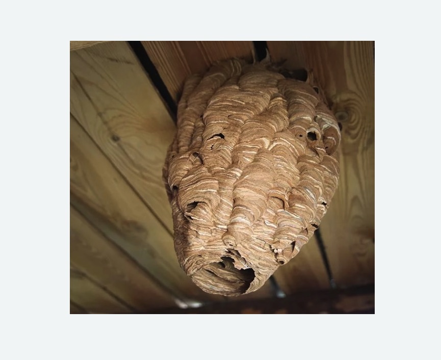 обработка от шершней в Касимове