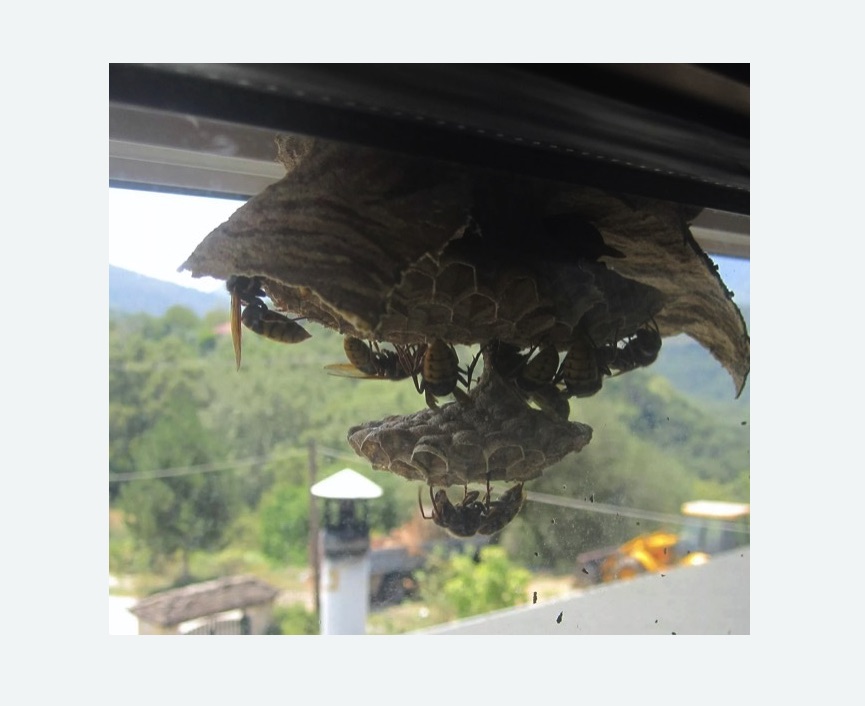 Уничтожение гнёзд шершней в Касимове