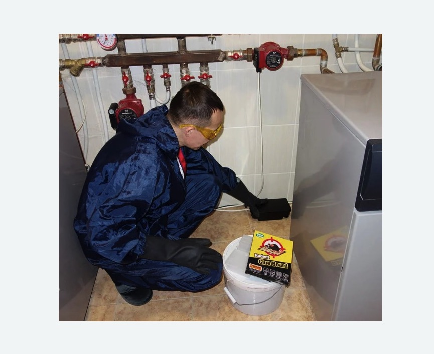 Уничтожение крыс в Касимове