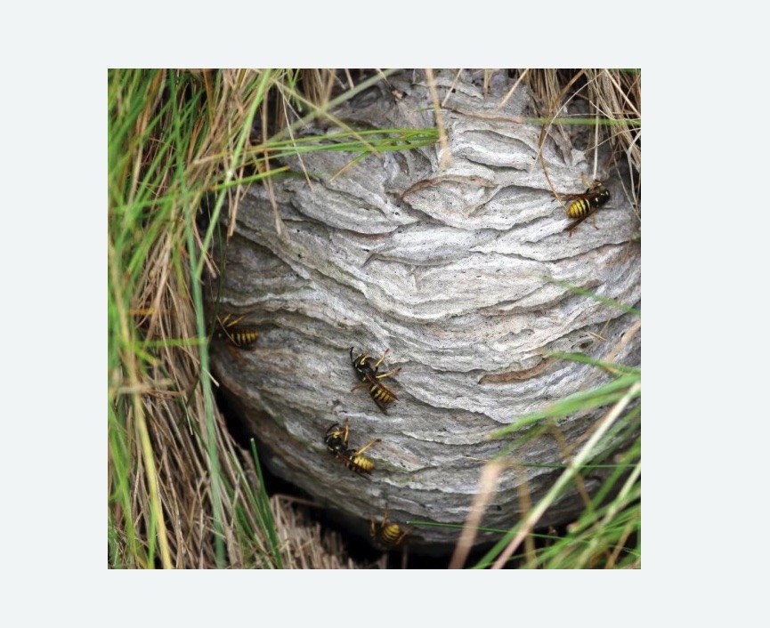 Уничтожение ос и ульев в Касимове